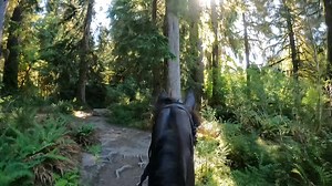 Riding through the rainforest in the magical Hoh valley is incredible. The clear water, wildlife, moss, huge trees and over abundance of green are a feast for the eyes…. And the soul #horsebackriding #horses #horseriding #hohrainforest #washingtonstate #olympicnationalpark #trailride #wanderlust | The Wonderful Journeys of Sera the horse and her friends