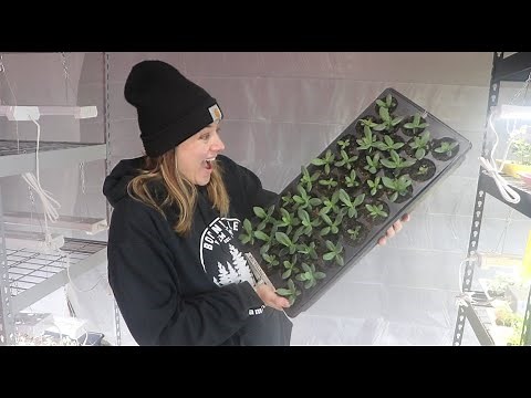 12 Week Lisianthus Update : Fusarium Wilt & RootShield : Flower Hill Farm