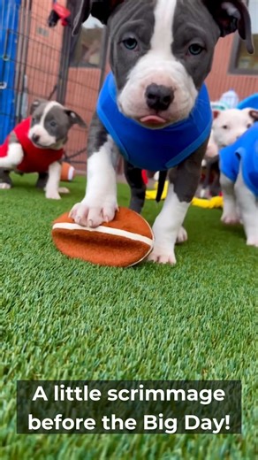 Bark, Set, Adopt! Join us at the Palm Springs Animal Shelter for a Puppy Bowl like no other. Touchdowns of love and companionship await as you bring home your MVP (Most Valuable Pup) and help us tackle pet homelessness. 🐾 --------------------------------- #puppies #puppybowl #DogLovers #shelterdogs #coachellavalley #AdoptDontShop | Palm Springs Animal Shelter