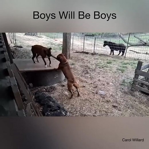 115K views · 2.7K reactions | Boxer Dog Bonanza on Reels | Facebook