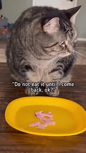 I didn’t anticipate that! #talkingcat #pennythecat | Penny The Talking Cat