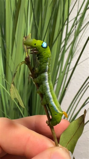 Diese beeindruckende Raupe gehört zum Oleanderschwärmer (Daphnis nerii) 🐛. Ihr auffälliges Erscheinungsbild ist kein Zufall: Die großen, glänzenden „Augenflecken“ auf dem vorderen Körperabschnitt wirken wie echte Augen und dienen als Schreckmuster, um potenzielle Fressfeinde zu irritieren oder kurzzeitig abzuschrecken 👀. Typisch für viele Schwärmerarten trägt sie außerdem ein kleines Schwänzchen, auch Analhorn genannt. Seine Funktion wird als zusätzliches Warn- oder Ablenkungselement interpret