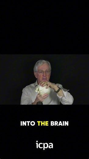 What is the dural meningeal system?