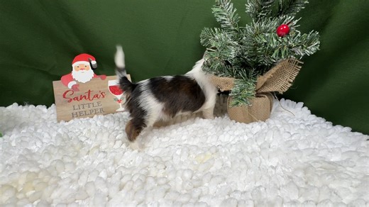 Shorkie puppy for sale