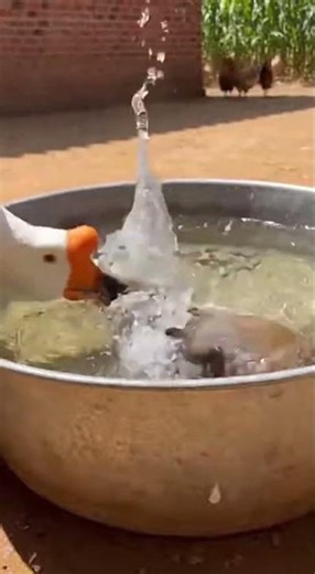 Goose Takes on Mongoose to Protect Rooster! #AnimalDefense #InterspeciesHero