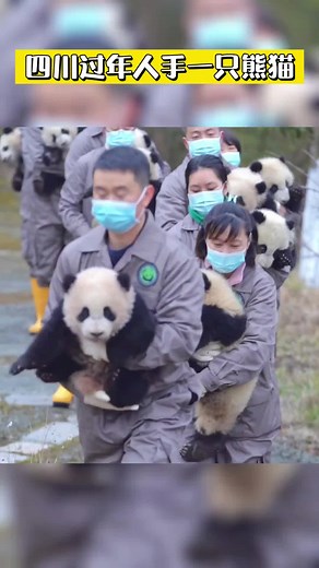 Gấu Trúc Vui Vẻ trên TikTok