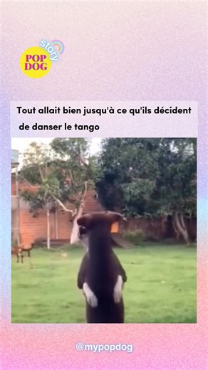 22K views · 846 reactions | Offrir un collier PopDog à ton chien c’est lui offrir du confort, de la couleur et un style unique  nos colliers et laisses sont waterproof, doux et pensés pour durer dans la vraie vie ️ avec –40 % pendant Black Wouf November tu peux trouver le modèle parfait sur www.popdog.fr ✨ | Pop Dog | Facebook