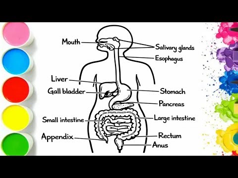 How To Draw Human Digestive System || Human Body Parts