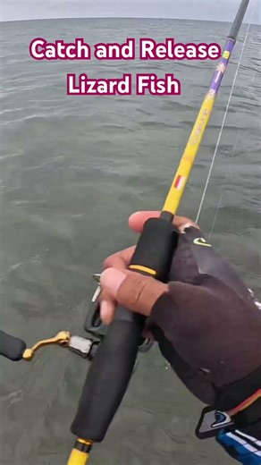 Lizard Fish Catch and Release #lizard #fish #catch #release #shortvideo #fishing #video