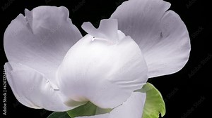 A beautiful white peony bloomed on a black background. Blooming peony flower open. Wedding background, Valentine's day concept. Timelapse video HD