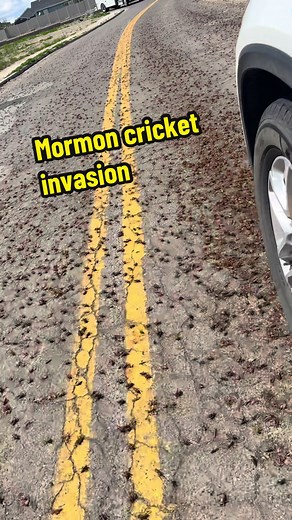 The Fascinating World of Mormon Crickets in Northern Nevada
