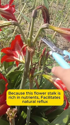 4.6K views · 16 reactions | Prune lilies for more flowers #gardening #gardentools #gardeningtools #tool #tools | Pro Gardening | Facebook