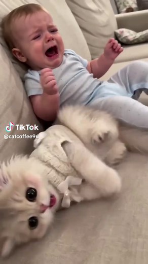 Cute kitten coffee reaction—funny cat video