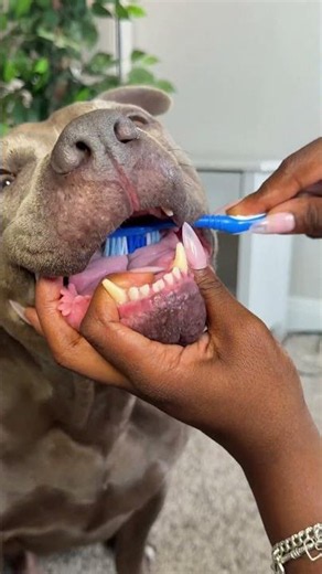 Brushing My Dogs Teeth With Organic Coconut Oil 🤍🐾 #asmr #asmrvideo #asmrsounds #satisfying #viral