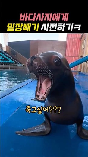 바다사자에게 밑장빼기 시전하기ㅋ