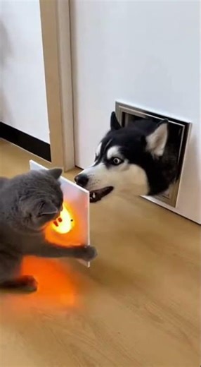 Cat vs Mysterious Husky Mirror?! 🐱🐶 Shocking ending! #catvsdog #funnyvideos #pets