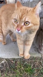 Cat Funny Moments 😸😸 #funnycat #funnycats #catsoftiktok #cattok #catslovers #catlife #funnyanimals #petsoftiktok #fyp #foryou #catlogic #crazycat #hahahub365 | ZoomieFun