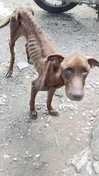 She Waited More than a Year Before Finally Finding the Loving Home She Deserved