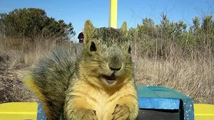 Squirrel Steals the Plane! What a Squirrel! jajajaja.. DealeXtreme Airplanes & Quadcopters >> http://dxurl.com/R49x | DealeXtreme