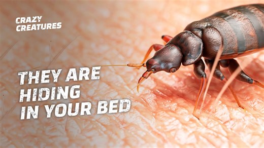 Real Monsters: Inside the World of Bed Bugs