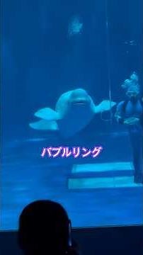 【島根】バブルリングを見に行って来たin島根県立しまね海洋館アクアス