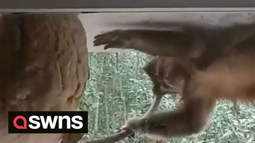 Watch the moment daring monkey destroys huge wasps nest and gets stung multiple times