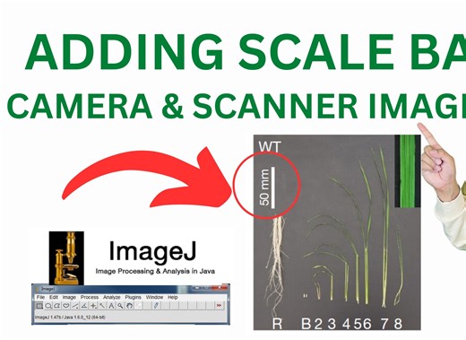 How to add scale bar to camera or scanner images | 如何向相机或扫描仪图像添加比例尺|
