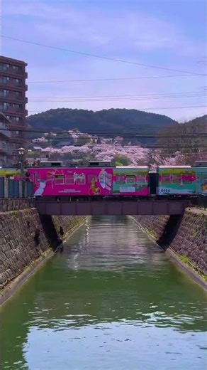 Lake Biwa Canal, Shiga — a stunning cherry blossom tunnel with over 100 sakura trees in spring. 🌸🇯🇵