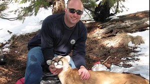 49K views · 883 reactions | Episode 1 of our four-part series on mountain lions. This episode discusses mountain lion biology and offers a historical perspective. This video series was created to share information from our research on mountain lions in an informative matter that is accessible and interesting to the public. The other episodes will be released on Facebook in the coming days. Narrated by Mark Johnson. | Colorado Parks and Wildlife | Facebook
