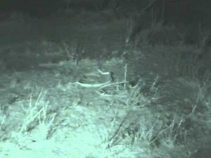 Highspeed recording of desert kangaroo rat kicking striking snake away