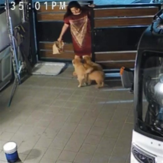 Huli sa CCTV: cutest puppy caught on camera