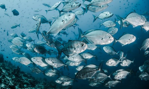 Global Response to Overfishing and the Role of Geneva