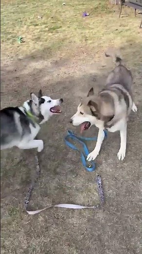 Meet Boreas a Siberian Husky currently available for adoption! 12/3/2024 1:28:10 PM