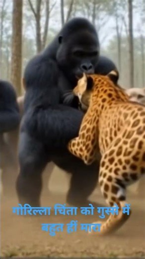 gorella and chita in fight #goreela #animal #lion #funny short