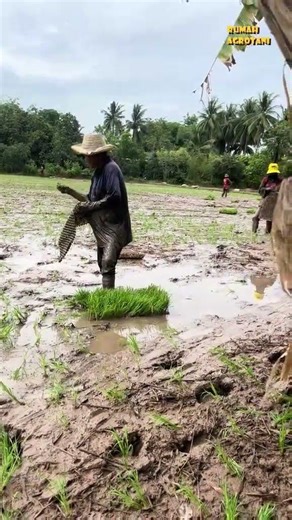 Modern and simple way of planting rice