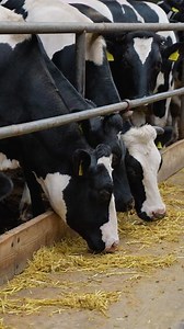 Cows eating hay in a barn, farm animals feeding