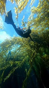 1.1M views · 9.5K reactions | Just a mermaid playing in the ocean 隆‍♀️冀 Tail by finfolk Crown by merbella #Mermaid #mermaids #realmermaid #fantasy #fantasycore #sirencore #mermaidcore #siren | Mermaid Venilia of New York | Facebook