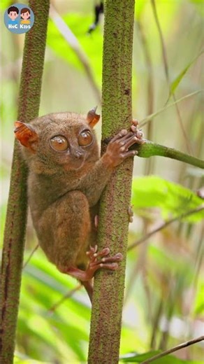 Tarsius 🐒 Primata Terkecil di Dunia! | Hewan Unik Indonesia #belajarbinatangbahasaindonesia
