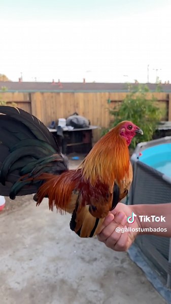 Adorable Miniature Rooster in a Backyard Setting