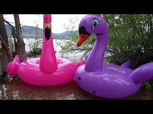 Popping purple swan and pink flamingo