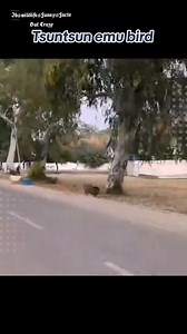 Yadda tsuntsayen Emu Bird suka Gwabza yaƙi da sojojin ƙasar Australia... 🐦🐦‍⬛🦅🐧 #fbreelsfypシ゚viralシ #higlighteveryone #followersreelsfypシ゚viralシfypシ゚viralシ #trendingreelsvideo #reelsviral #Reels #hilights #reels | Falalu Lawal Katsina