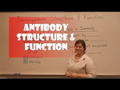 Antibody Structure & Function