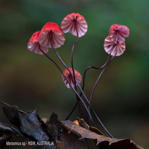 In this blog, we’re sharing a few mushrooms from around the world that have clearly understood the Planet Fungi festive season brief: red and green, bold and bright, and a little bit weird. | Planet Fungi