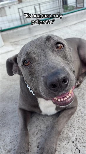 Mi gran compañero ❤️ #pitbull #pitbullsoftiktok