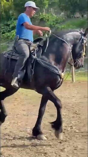 #corridos #horse #frisianhorses