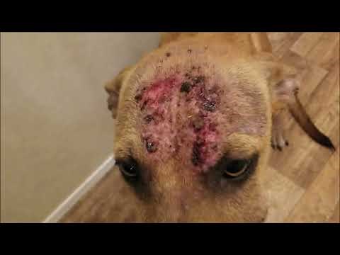 Signs of Sarcoptic Mange in Dogs and Treatment - Rosie, our new Rescue!