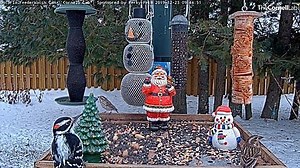 FeederWatch, Manitouwadge