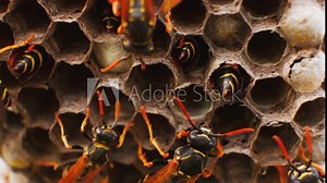 Family wild wasps. Complex social behavior in the animal world. Survival of insects. Self-organization. The concept of socialism, democracy, totalitarianism