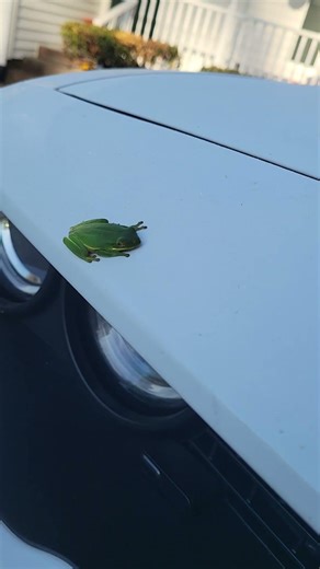 How to keep bugs off your car