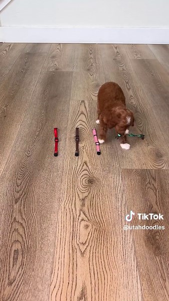 Meet the Winnie the Pooh Puppies - Name Selection Fun!